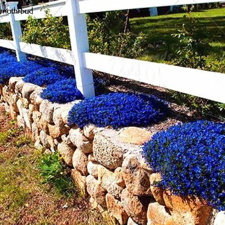 Dark Blue Rock Cress Flower Seeds for Planting – Heirloom Non-GMO Organic Garden Seeds