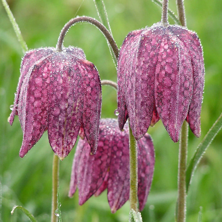 Pink Fritillaria Flower Seeds for Planting – Heirloom Non-GMO, High Germination Organic Garden Seeds