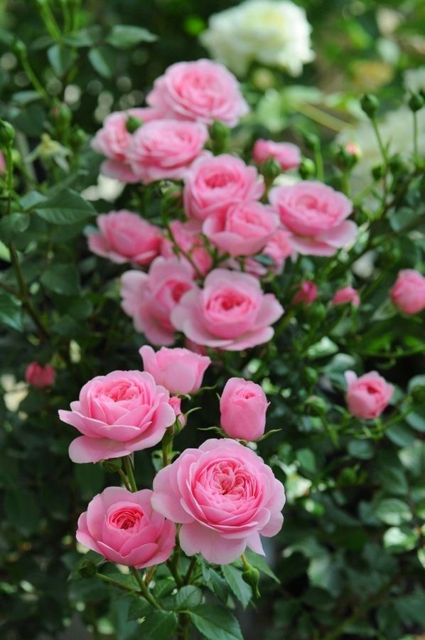 Light Pink Rose Tree Flower Seeds for Planting – Heirloom, Non-GMO, High Germination Organic Garden Seeds