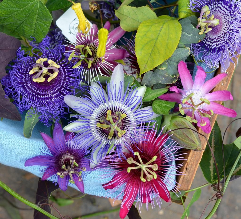 Passion Flower Seeds for Planting Mixed Colors – Long Bloom Season, Heirloom, Non-GMO, High Germination Organic Garden Seeds