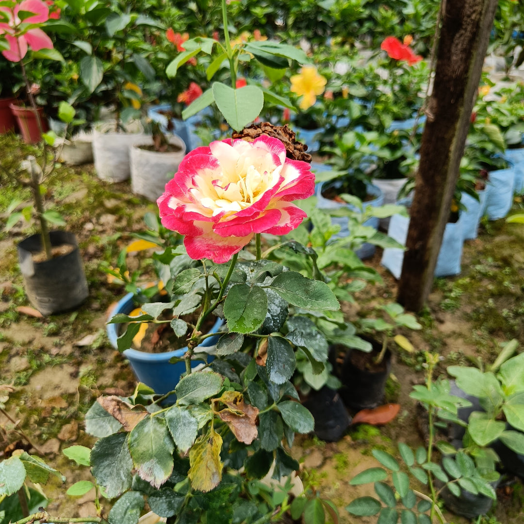 Double Delight Rose Flower Seeds for Planting – Heirloom, Non-GMO, High Germination
