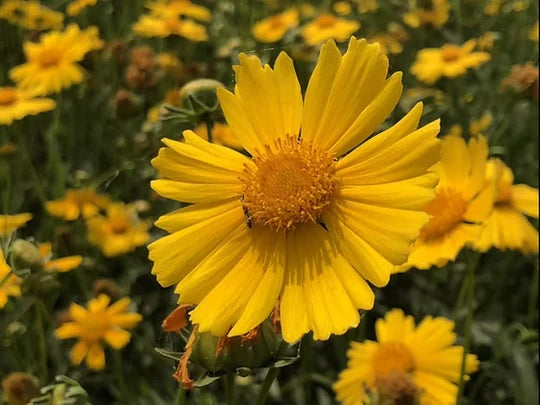 Coreopsis lanceolata Flower Seeds for Planting – Heirloom & Non-GMO Perennial Blooms for Pollinator Gardens & Wildflower Meadows