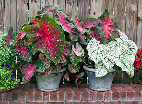 Caladium Flower Seeds for Planting – Vibrant Colors, Heirloom, Non-GMO, High Germination Organic Garden Seeds