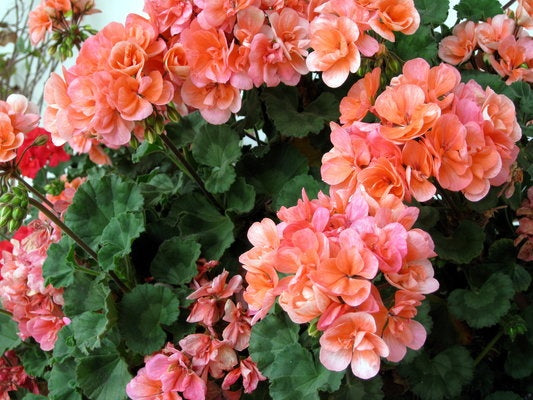 Light Orange Geranium Pelargonium Flower Seeds for Planting – Heirloom, Non-GMO, High Germination