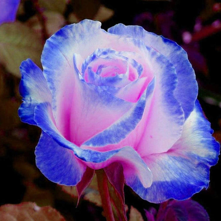 Blue Pink Rose Flower Seeds for Planting – Hardy Heirloom, Non-GMO, High Germination Garden Seeds