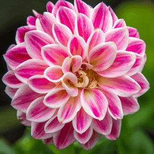 Flower Seeds, Seeds,Seeds For Planting,Plant Seeds