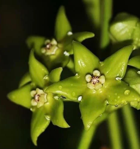 Sea Green Hoya Flower Seeds for Planting | Heirloom Non-GMO High Germination Organic Garden Seeds