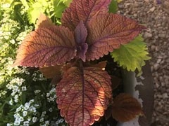 Brown Coleus Seeds for Planting – Heirloom, Non-GMO, Bright Foliage, High Germination Variety