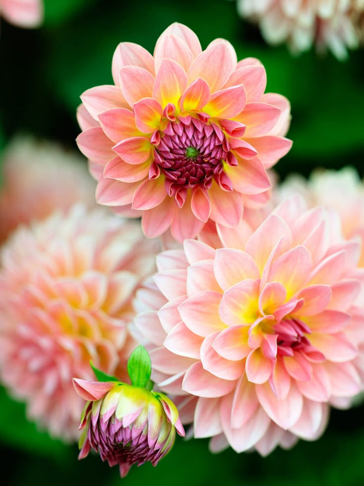 Green Pink Dahlia Flower Seeds for Planting – Wildflower Mix, Heirloom, Non-GMO, High Germination Organic Garden Seeds