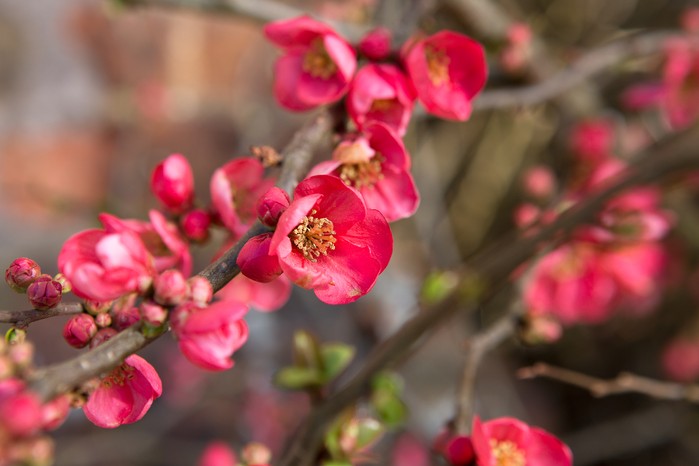 Red Chimonanthus Flower Seeds for Planting – Heirloom Non-GMO, High Germination Organic Garden Seeds