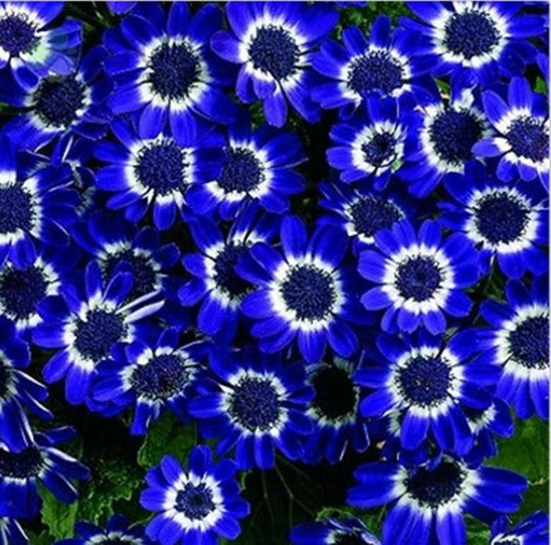 Blue Osteospermum Flower Seeds for Planting – Heirloom, Non-GMO, High Germination Organic Garden Seeds