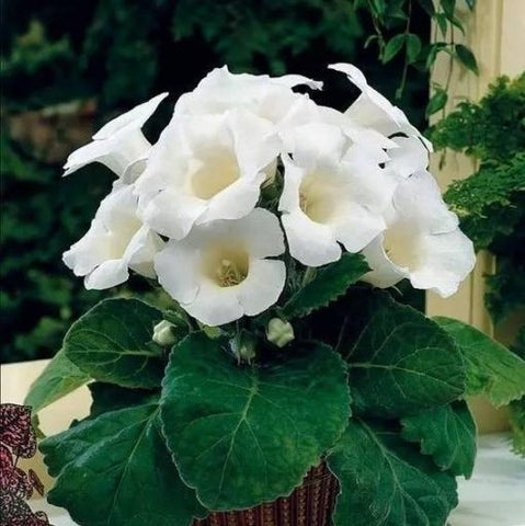 Flower Seeds, Seeds,Seeds For Planting,Plant Seeds