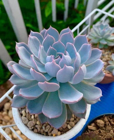 Blue Succulent Flower Seeds for Planting – Wildflower Mix, Heirloom & Non-GMO Organic Garden Seeds