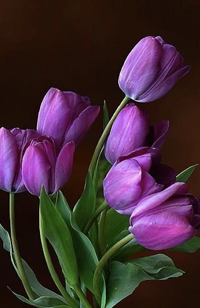 Violet Tulip Flower Seeds for Planting – Heirloom, Non-GMO, Shade Tolerant, High Germination