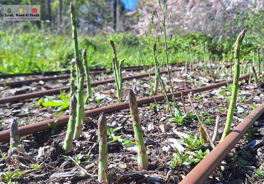 Mixed Asparagus Vegetable Seeds for Planting – Heirloom & Non-GMO Garden Seeds for Diverse Spear Varieties