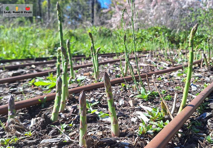 Mixed Asparagus Vegetable Seeds for Planting – Heirloom & Non-GMO Garden Seeds for Diverse Spear Varieties