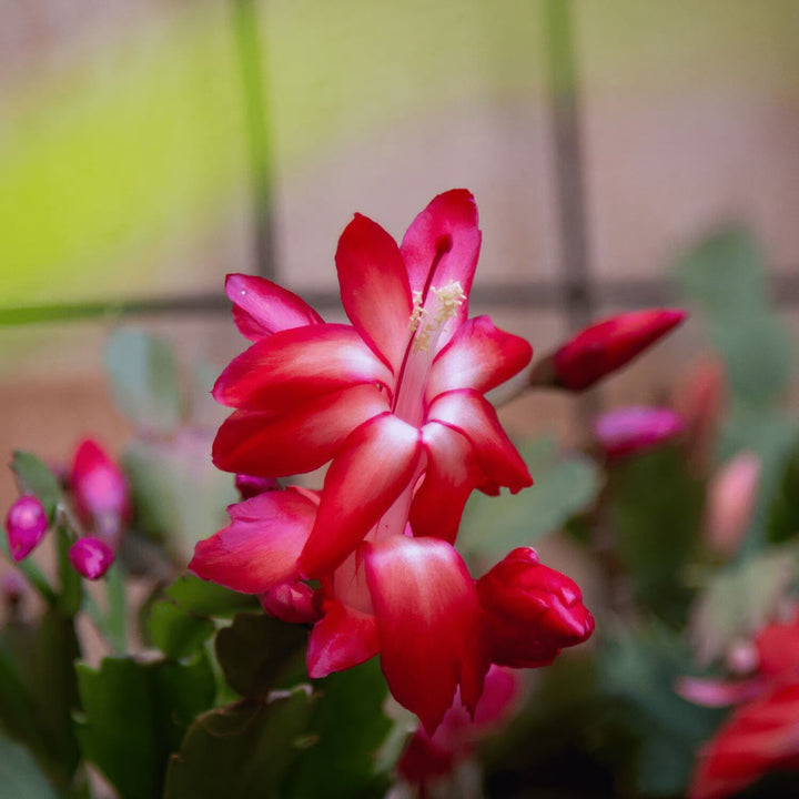 Red Schlumbergera Flower Seeds for Planting – Heirloom, Non-GMO, High Germination Organic Garden Seeds
