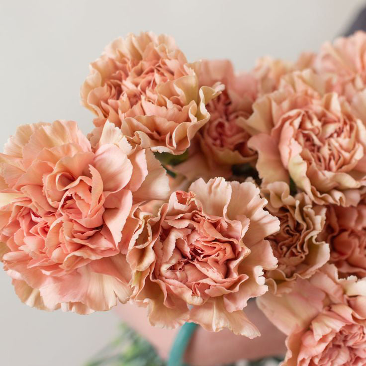 carnation flower seeds Brown White Carnation Flower seeds for Planting – Garden Favorite, Hei –  Earthechoseeds