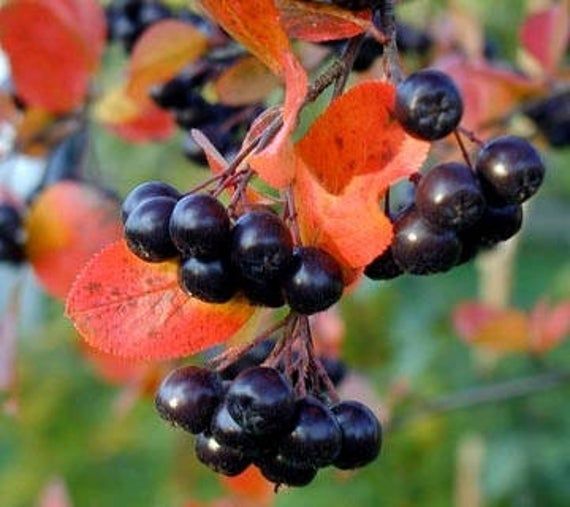 Aronia Melanocarpa Fruit Seeds for Planting – Heirloom, Non-GMO, High Germination Organic Superfood Garden Seeds