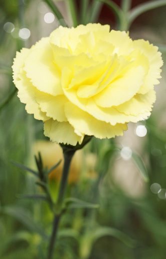 Light Yellow Dianthus Caryophyllus Flower Seeds for Planting – Heirloom, Non-GMO, High Germination