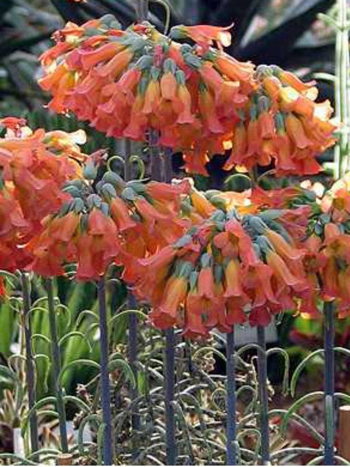 Chandelier Flower Seeds for Planting – Heirloom, Non-GMO Cottage Garden Essential, High Germination