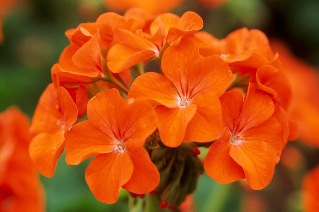 Geraniums Orange Flower Seeds for Planting – Heirloom Non-GMO, High Germination Organic Garden Seeds