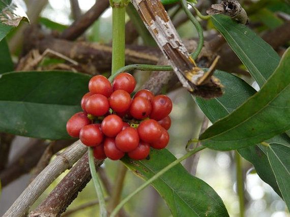 Yanang Tiliacora Triandra herb seeds for planting – Heirloom & Non-GMO Garden seeds