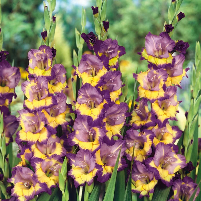 Purple Yellow Gladiolus Flower Seeds for Planting – Heirloom, Non-GMO, High Germination Seeds