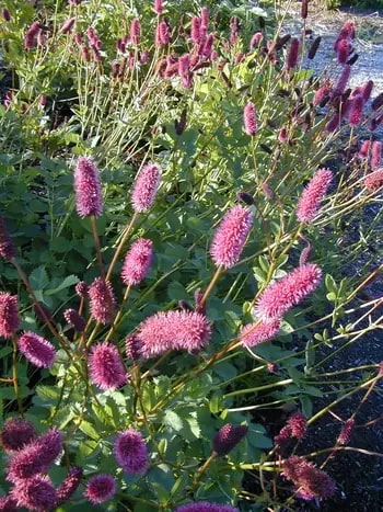 Menzies Burnet Flower Seeds for Planting – Heirloom, Non-GMO, High Germination Organic Garden Seeds