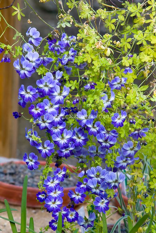 Blue Nasturtium Flower Seeds for Planting – Wildflower Mix, Heirloom, Non-GMO, High Germination Seeds