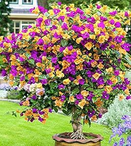 Dark Yellow Violet Bougainvillea Flower Seeds for Planting – Heirloom, Non-GMO, High Germination