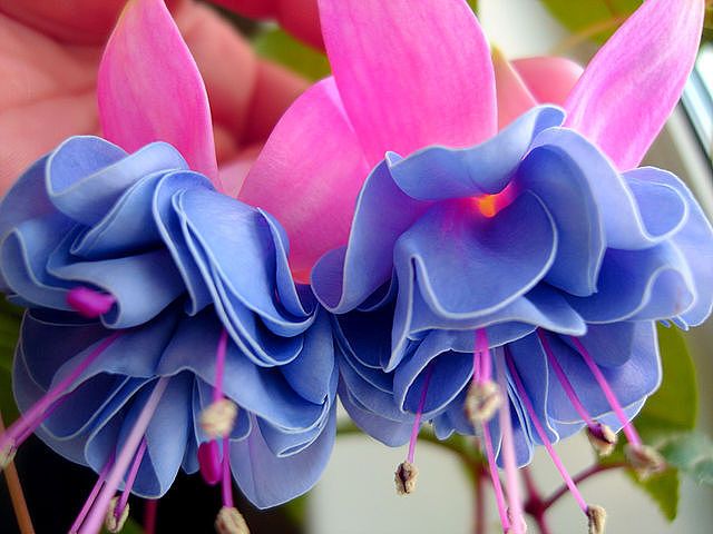 Blue Pink Double Petals Fuchsia Seeds for Planting – Heirloom Non-GMO High Germination Seeds