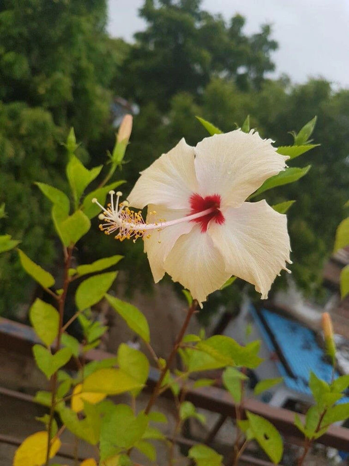 Cream Hibiscus Flower Seeds – Easy to Grow, Heirloom & Non-GMO Seeds for Home Garden