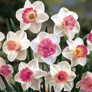 Mixed Colour Pink Daffodil Seeds for Planting – Heirloom, Non-GMO, High Germination Cottage Garden Seeds