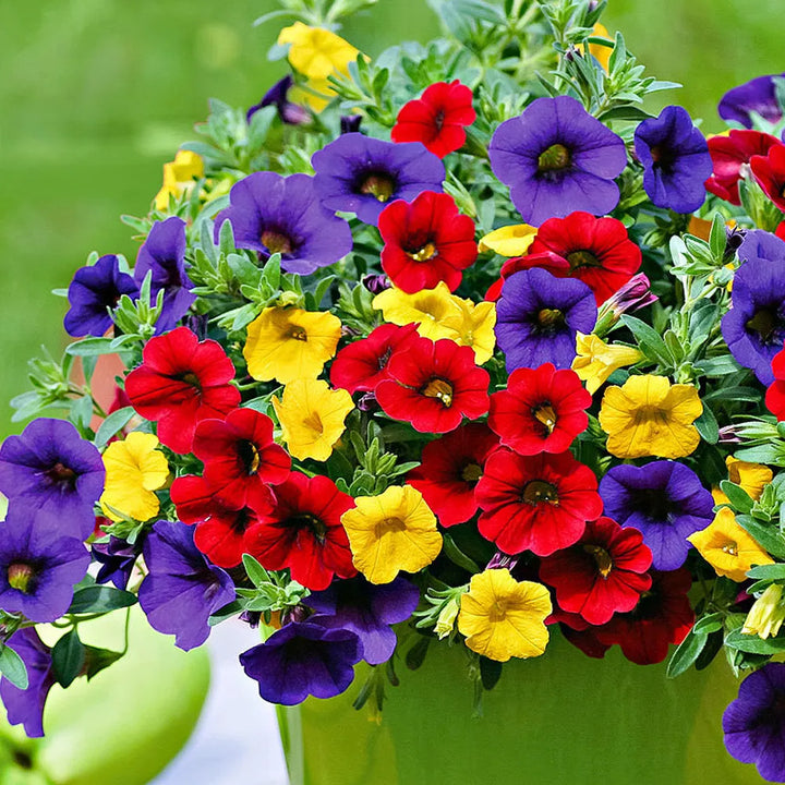 Flower Seeds, Seeds,Seeds For Planting,Plant Seeds