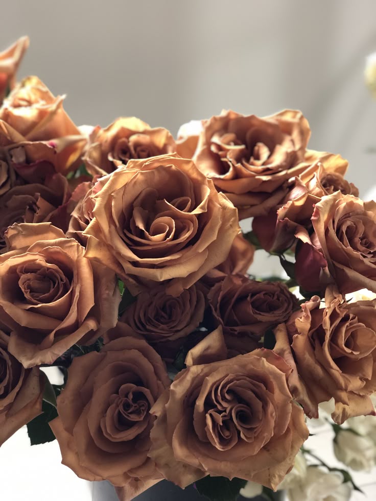 Brown Rose Flower Seeds – Heirloom, Non-GMO Seeds for Planting, Compact Growth, Organic Garden Seeds