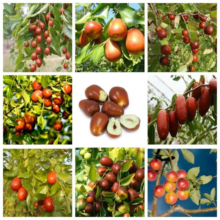 Brown Ziziphus Jujuba Fruit Seeds for Planting – Heirloom, Non-GMO, Hardy Unique Tree Seeds, High Germination