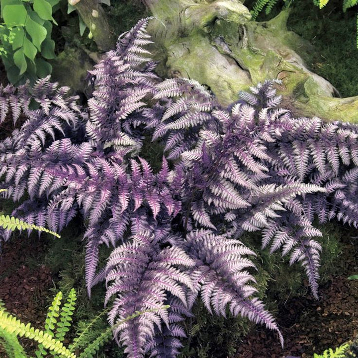 Fern Purple Seeds for Planting – Heirloom, Non-GMO, High Germination, Pollinator Friendly