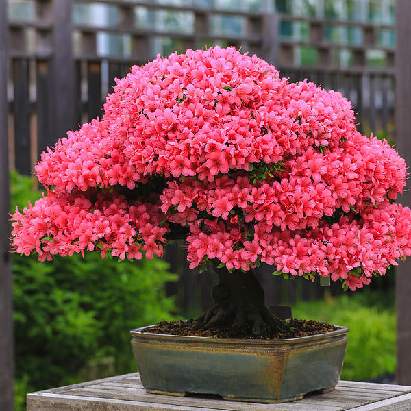 Pink Cerasus Flower Seeds for Planting – Heirloom, Non-GMO, High Germination Organic Garden Seeds