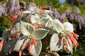 Red Sinningia Leucotricha Flower Seeds for Planting | Heirloom Non-GMO Organic Garden Seeds | Low Maintenance, 100pcs