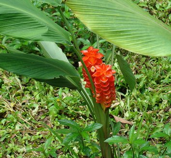 Red Curcuma Aeruginosa Flower Seeds for Planting – Hardy Heirloom Variety, GMO Free, Non-GMO