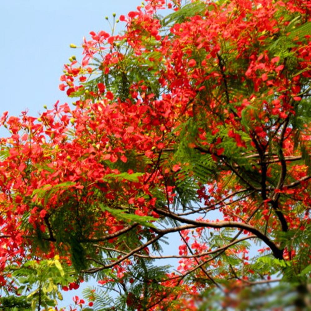 Flower Seeds, Seeds,Seeds For Planting,Plant Seeds