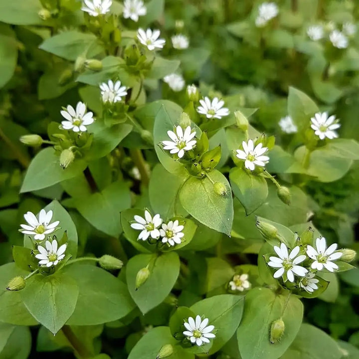 Chickweed Flower Seeds for Planting – Bright Blooms Heirloom Non-GMO Seeds for Home Garden
