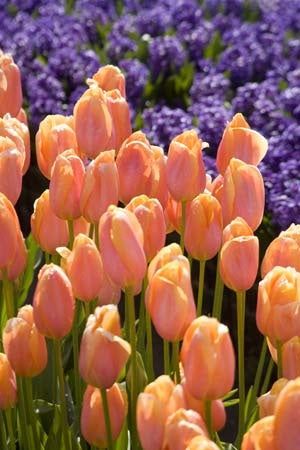 Peach Tulip Flower Seeds for Planting – Heirloom, Non-GMO, Easy to Grow, High Germination