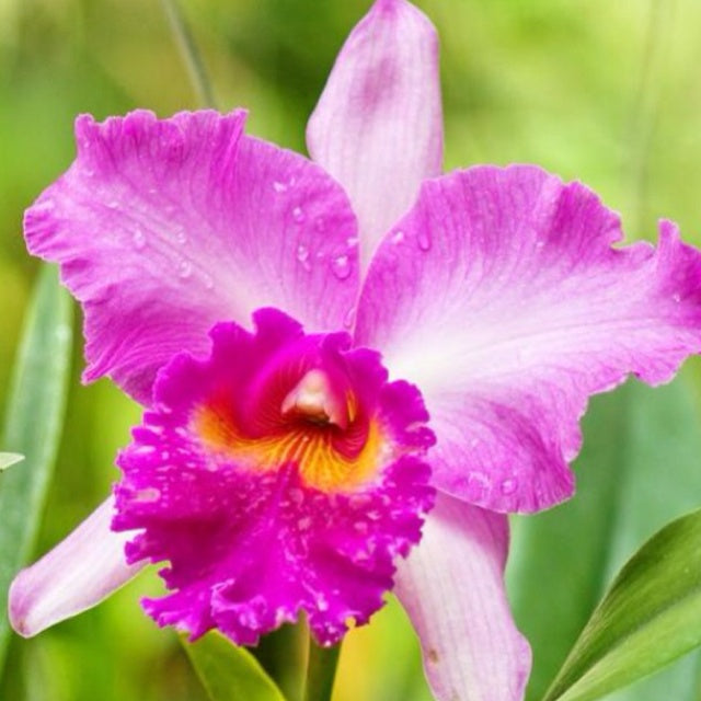 Cattleya Flower Seeds for Planting – Low Maintenance Heirloom Non-GMO, High Germination Organic Garden Seeds