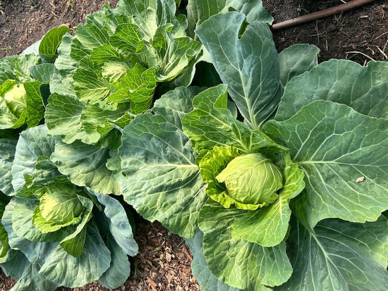 Brussels Sprouts Cabbage Seeds for Planting – Heirloom, Non-GMO, Nutritious Vegetable – High Germination