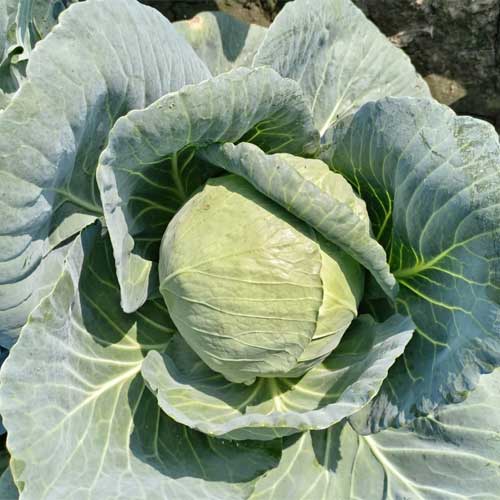 Golden Acre Cabbage Seeds – Heirloom Non-GMO Compact Leafy Vegetable Seeds for Planting, Organic Garden Seeds