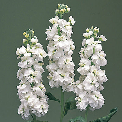 White Mini Matthiola Incana Flower Seeds for Planting – Heirloom, Non-GMO, High Germination Garden Seeds