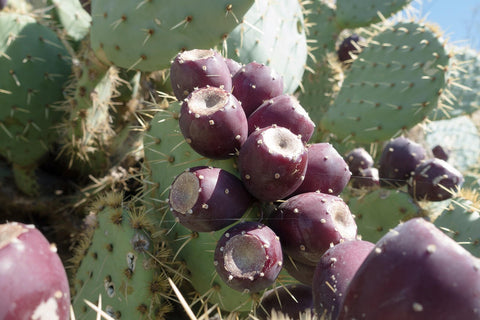 Flower Seeds, Seeds,Seeds For Planting,Plant Seeds