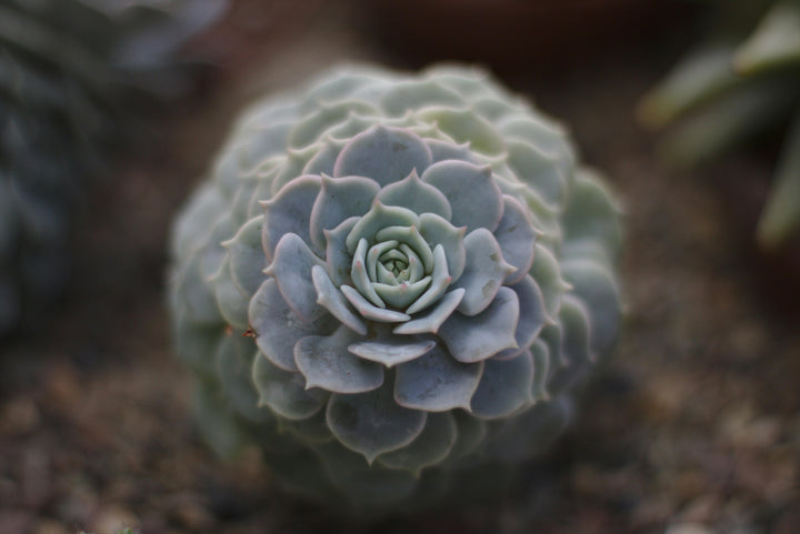 Grey Succulent Flower Seeds for Planting – Heirloom Non-GMO High Germination Organic Garden Seeds